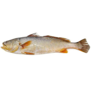 PEIXE PESCADA SALGADO