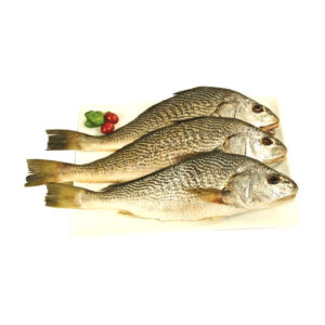 PEIXE CORVINA CASCOTE 2-4