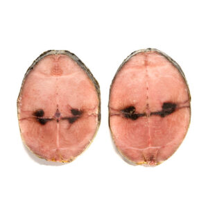 PEIXE ATUM ALBACORA EVISCERADA