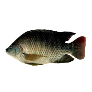PEIXE TILAPIA EVISC.