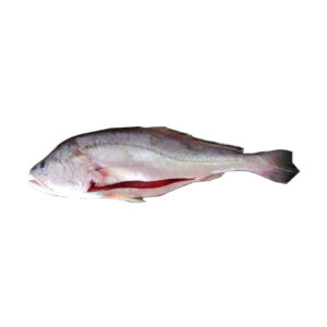 PEIXE PESCADA BCA
