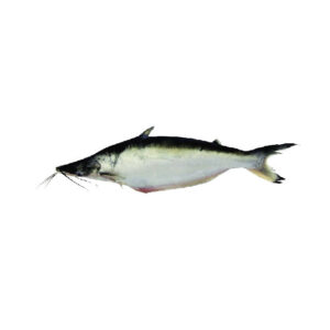PEIXE MAPARA SALGADO