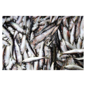 PEIXE ARENQUE SALGADO